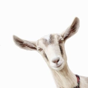 Meet your Posher, Cathy